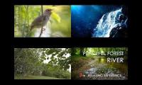 Thumbnail of A morning in a forest
