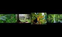 Thumbnail of Middle of a rainforest in the morning at 12 am