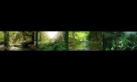 Thumbnail of Entering The Rainforest