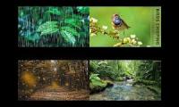 Thumbnail of calming morning in the rain forest