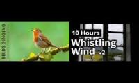 Thumbnail of forest mashup 12345678