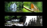 Thumbnail of Forest, Wind, Water, Amazing Sounds