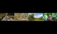 Thumbnail of Nice relaxing forest sounds