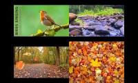 Thumbnail of A walk in the forest and birds chriping