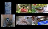 Thumbnail of Amazingearthanimalslivestream