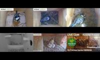 Thumbnail of Amazingearthanimalslivestream