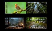 Thumbnail of A beautiful day in the Forest