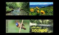 Thumbnail of The sounds of the forest