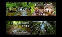 Thumbnail of Forest in the morning