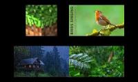 Thumbnail of relaxing rainforest sounds with music