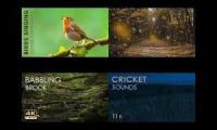 Thumbnail of Morning in the Forest
