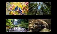 Thumbnail of Middle of a forest in the morning