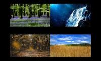 Thumbnail of A quiet evening in the forest