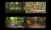 Thumbnail of middle of a forest in the moring what you hear while you wallk bye nice and calm to relax