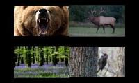 bear growling in the forest with woodepeckers and elk
