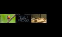 Thumbnail of Forest Project for Music Presentation