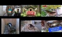 Thumbnail of Amazingearthanimalslivestream