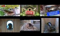 Thumbnail of Amazingearthanimalslivestream