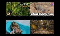 animal sound i the rainforest