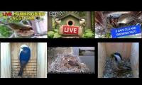 Thumbnail of Amazingearthanimalslivestream