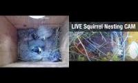 Thumbnail of Amazingearthanimalslivestream