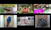 Thumbnail of Amazingearthanimalslivestream