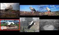 Thumbnail of Amazingearthanimalslivestream