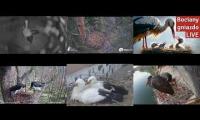 Thumbnail of Amazingearthanimalslivestream