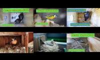 Thumbnail of Amazingearthanimalslivestream