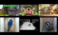 Thumbnail of Amazingearthanimalslivestream