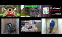 Thumbnail of Amazingearthanimalslivestream