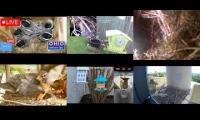 Thumbnail of Amazingearthanimalslivestream