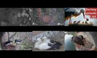 Thumbnail of Amazingearthanimalslivestream
