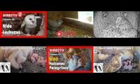 Thumbnail of Amazingearthanimalslivestream