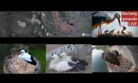 Thumbnail of Amazingearthanimalslivestream