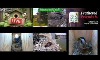 Thumbnail of Amazingearthanimalslivestream