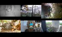 Thumbnail of Amazingearthanimalslivestream