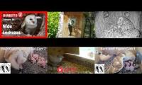 Thumbnail of Amazingearthanimalslivestream