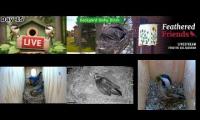 Thumbnail of Amazingearthanimalslivestream