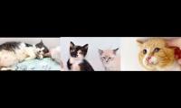 Thumbnail of Tiny Kittens HQ Live Cams