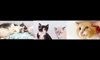 Thumbnail of Tiny Kittens HQ Live Cams