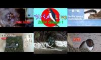 Thumbnail of Amazingearthanimalslivestream