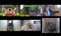 Thumbnail of Amazingearthanimalslivestream