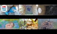 Thumbnail of Amazingearthanimalslivestream