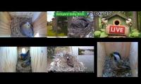 Thumbnail of Amazingearthanimalslivestream