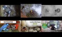 Thumbnail of Amazingearthanimalslivestream