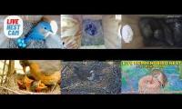 Thumbnail of Amazingearthanimalslivestream