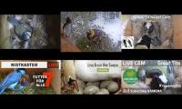 Thumbnail of Amazingearthanimalslivestream