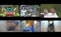 Thumbnail of Amazingearthanimalslivestream