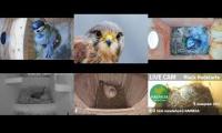 Thumbnail of Amazingearthanimalslivestream